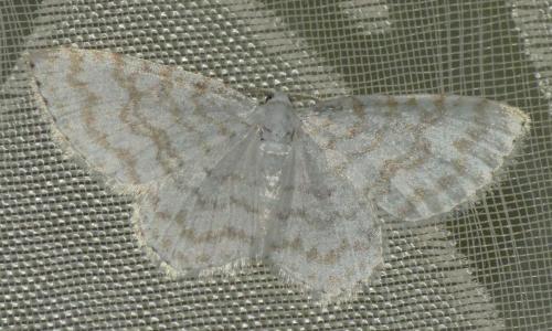 Réf. 302 369 : Asthena albulata